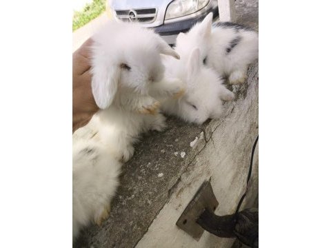 Safkan hollanda lop tavşan bebekler
