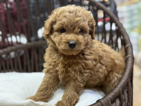 Maltipoo güzellikleri