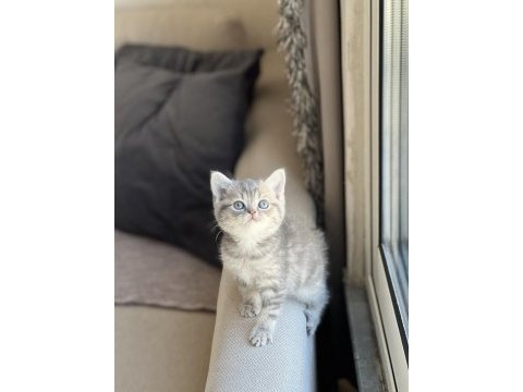 İnsan canlısı british shorthair yavrum