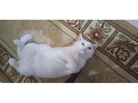 Çok uyumlu bir british shorthair kız