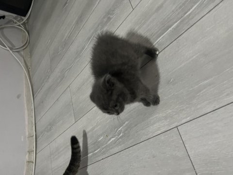 Scottish fold gri