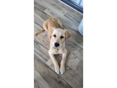 Golden yavrumuz retriever