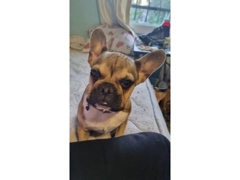 French bulldog
