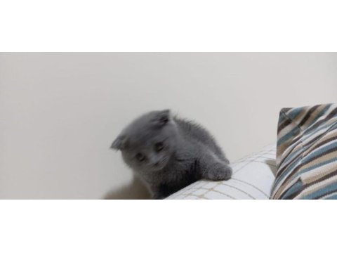 Yavrumuz çok oyuncu saf ırk scottish fold
