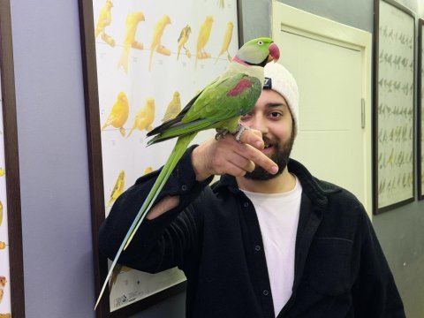 Evcil eğitimli konuşan halkalı alexander papağanı