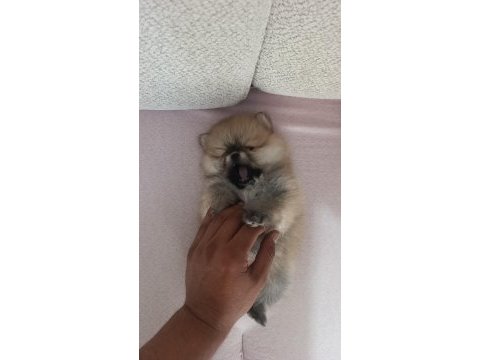 Pomeranian boo üst kalite tea cup dişi ve erkek