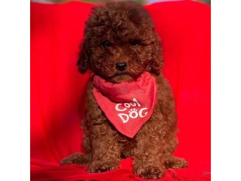 Show kalite red brown toy poodle yavrularımız