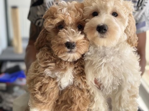 Wc eğitimli maltipoo lar petmode den