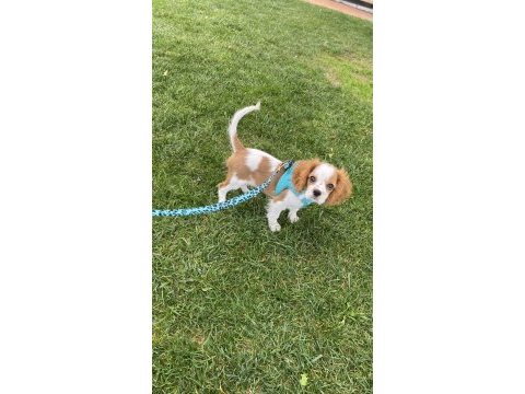Aşıları tam çipli 5 aylık cavalier king charles