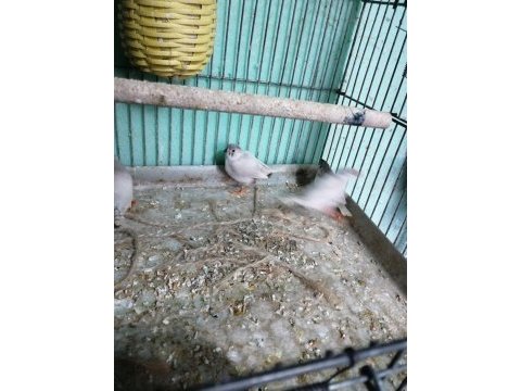 Zebra finch (hint bülbülü)