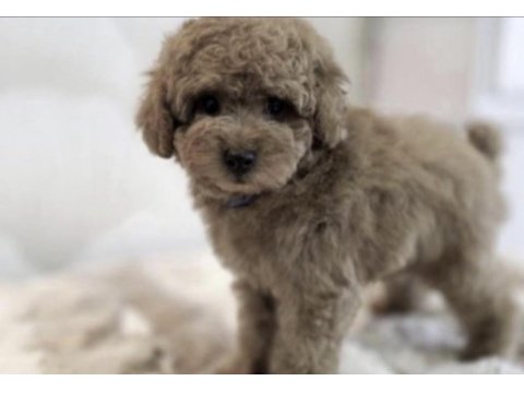 Toy poodle köpeği