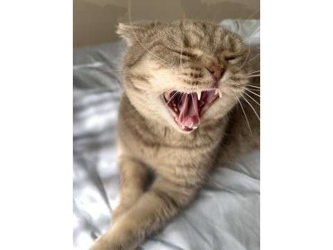 Scottish fold 3 yaşında
