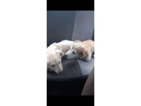 Köpeklere acil yuva aranıyor