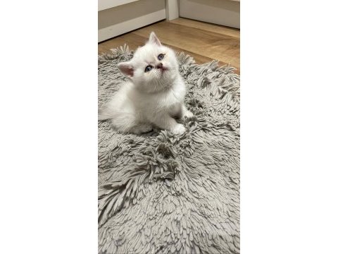 British shorthair blue point
