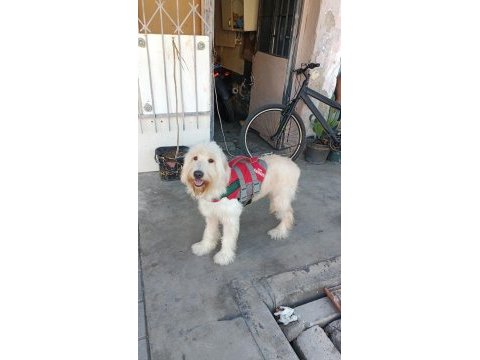Golden doodle mix (dişi)