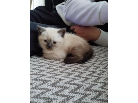 Scottish fold blue point bebekler