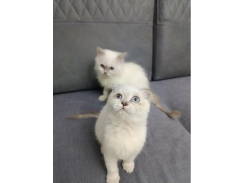 Tatlı scottish fold yavrular yeni yuva bekliyorlar