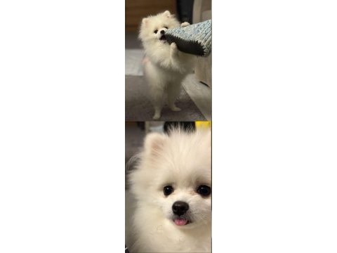 9 aylık pomeranian teacup dişi