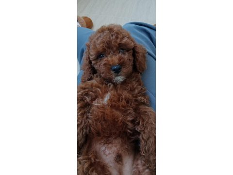 2,5 aylık toy poodle