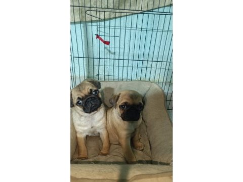 Pug yavrular yeni evine gitmeye hazır