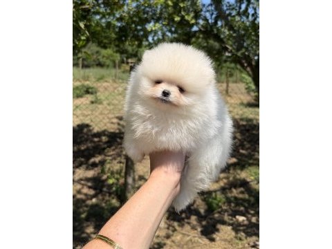 Teacup kusursuz karbeyaz pomeranian boo
