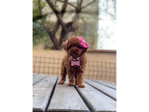 Aşılı tüy dökmeyen micro boy toy poodle