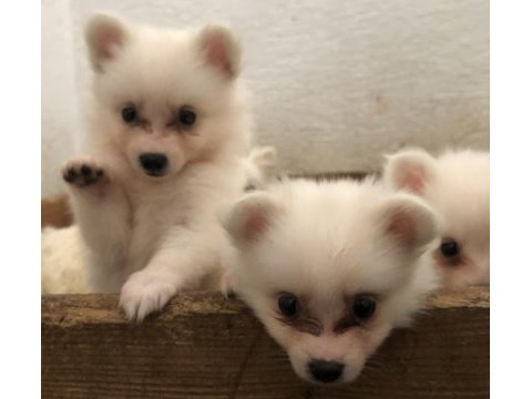 Spitz pomeranian bebekler