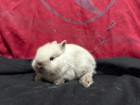 Lop ve cüce tavşan yavruları