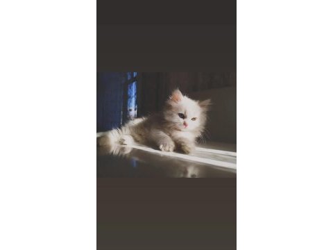Çok nadir bulunan yavru kedimiz