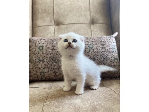 Full şecereli anne babanın scottish fold bebeği