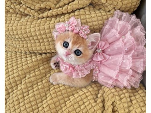 Safkan şecereli anne babadan british shorthair prenses