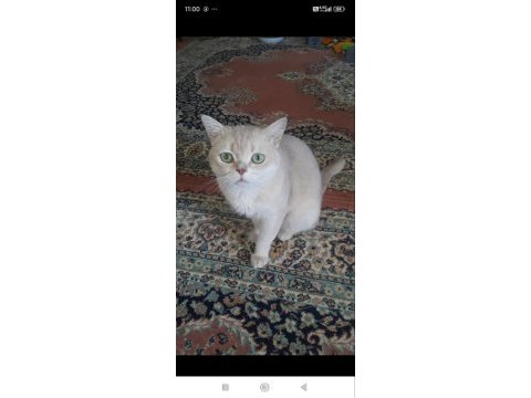 British golden shorthair şecereli erkek