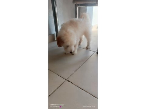 Köpeğim 3,5 aylık malzemeleri ile birlikte vereceğim