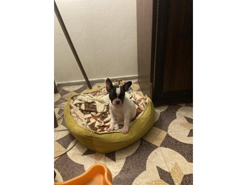 Erkek ve dişi 2 aylık french bulldog yavrular