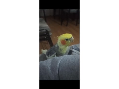 Konuşan papağanımız full evcil paşa