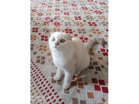 Oyuncu ve sevimli mavi boncuk scottish fold