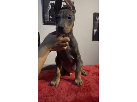 Baba albino egzotik blue renk doberman yavrular