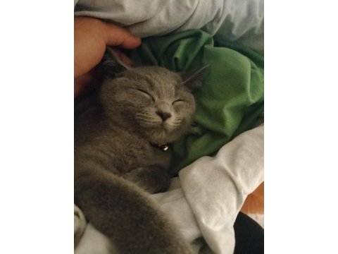 Çok sevecen ve oyuncu british shorthair