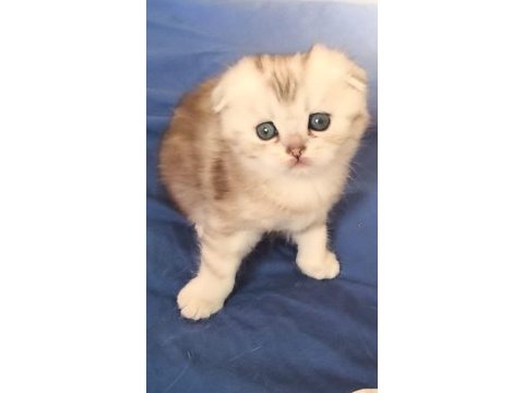 Efsane tatlı scottish fold silver yavrular