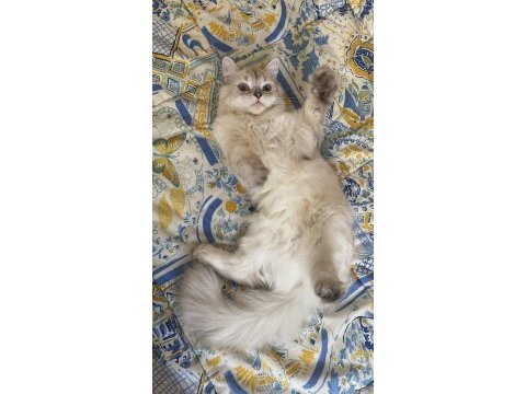British shorthair dişi