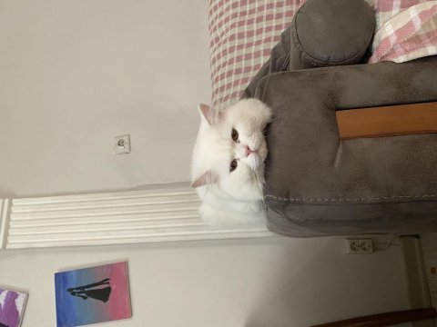 Ücretsiz british longhair sahiplendirme