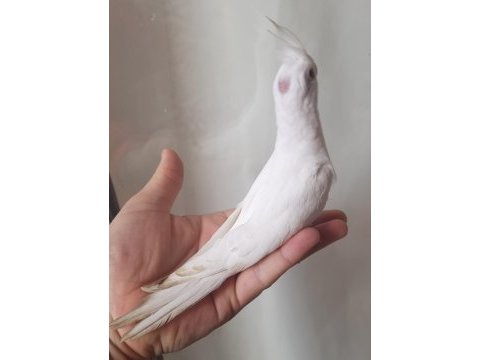 Albino yavru sultanlar