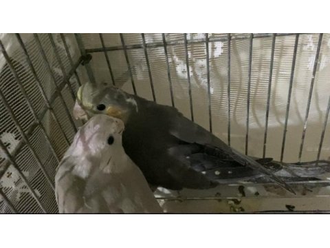 1 aylık yeni yeme düşen yavru sultan papağanlar