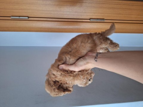 Dişi maltipoo yavrumuz 2 aylık