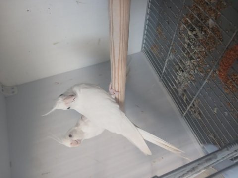 Albino takım sultan papağanı