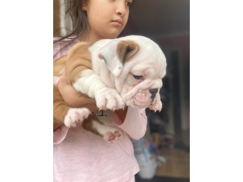 Çocuk dostu english bulldog yavrumuz