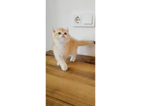 British shorthair kedimiz sahiplendiriyoruz