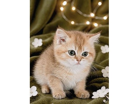 British shorthair golden yavrular