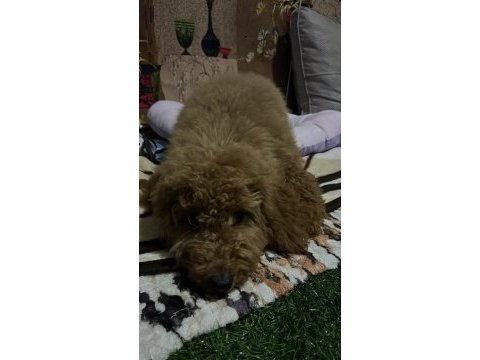 4 aylık poodle dişi