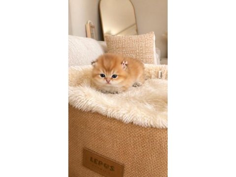 British shorthair yavruları